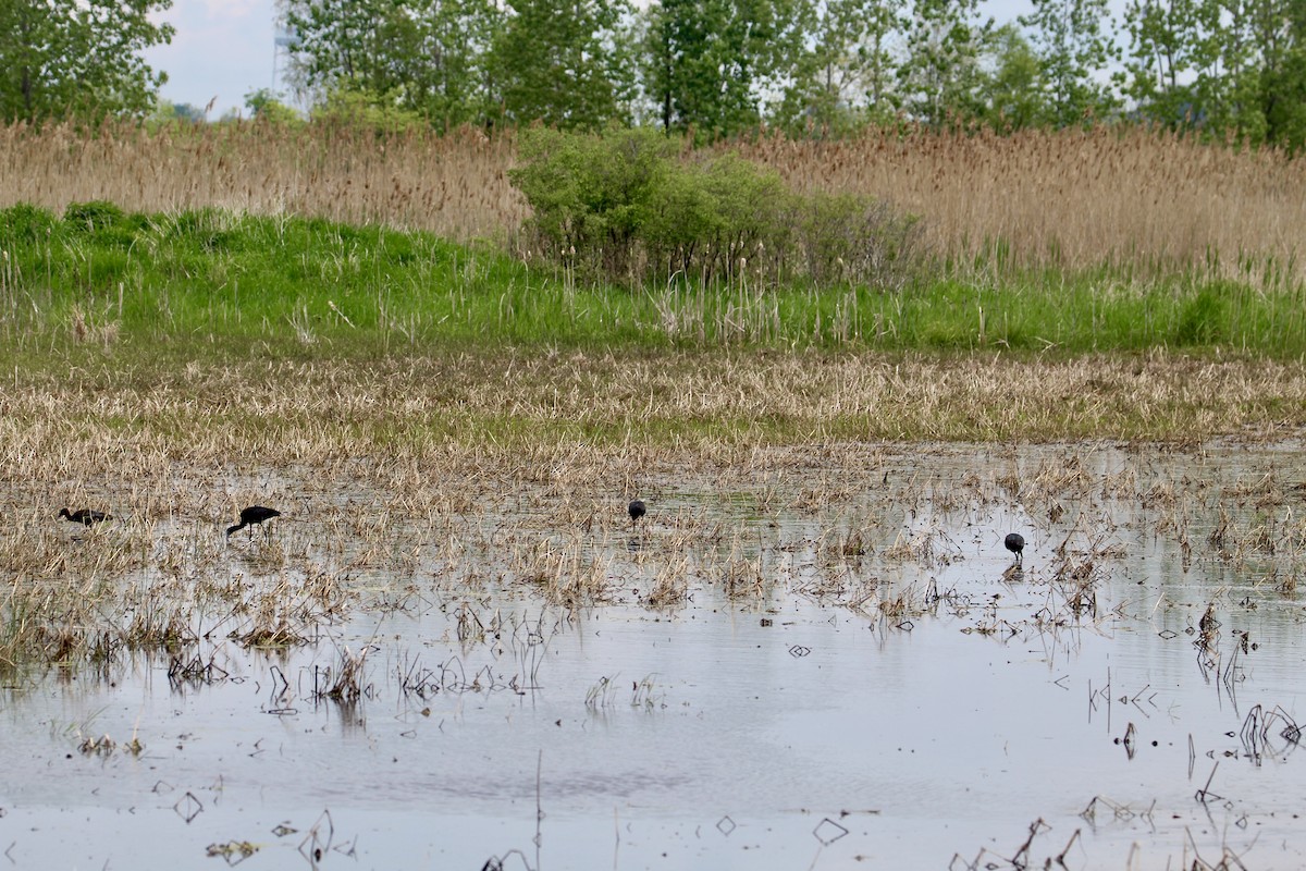Glossy Ibis - ML636573439