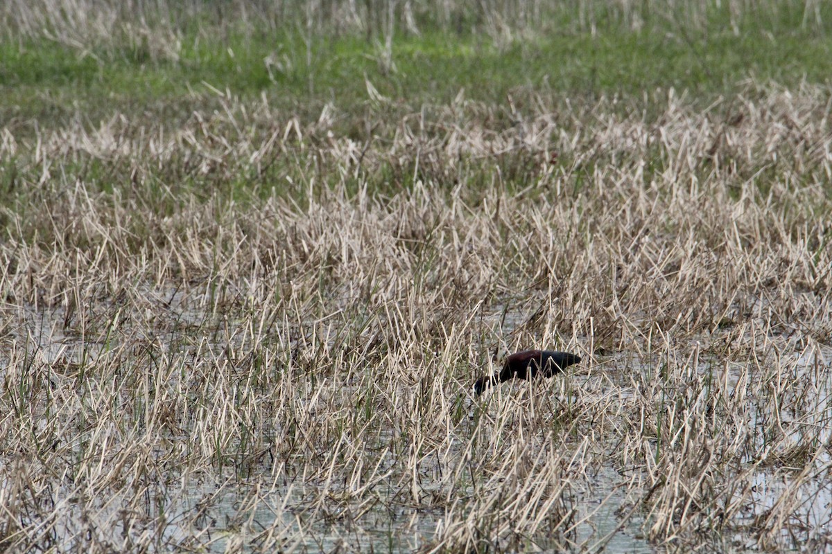 Glossy Ibis - ML636573441