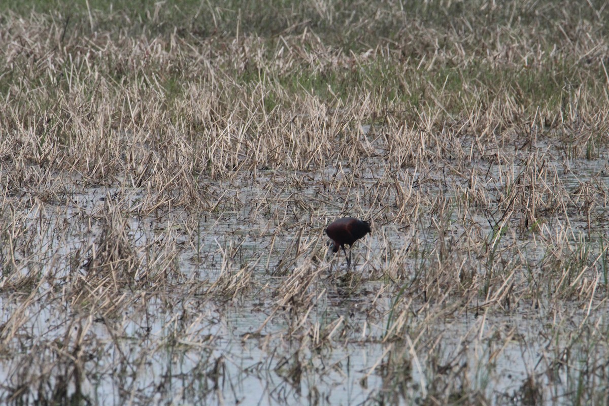 Glossy Ibis - ML636573442