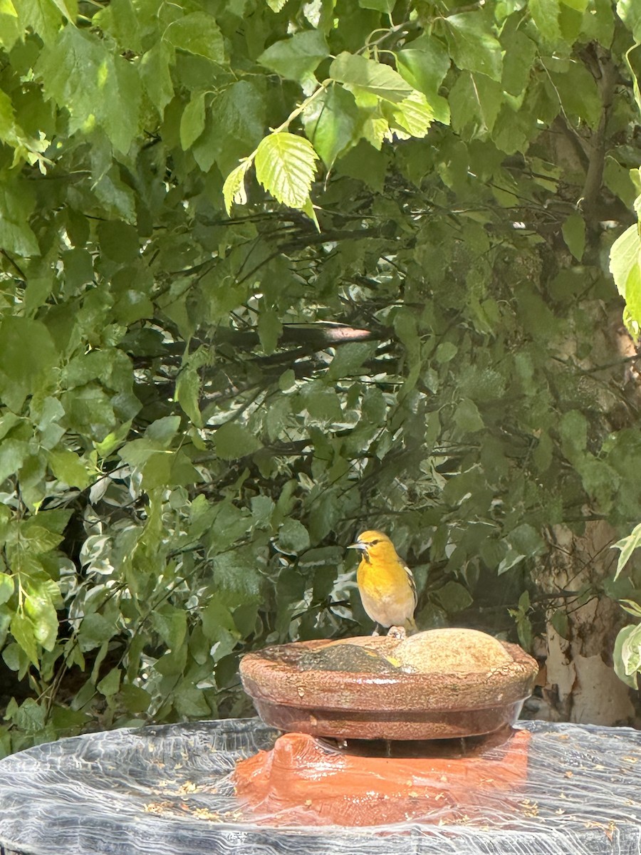 Bullock's Oriole - ML636573443