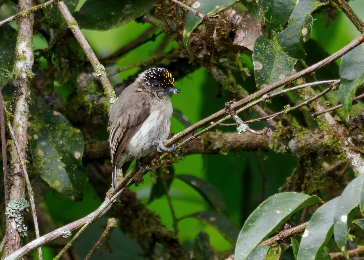 Grayish Piculet - ML636573467