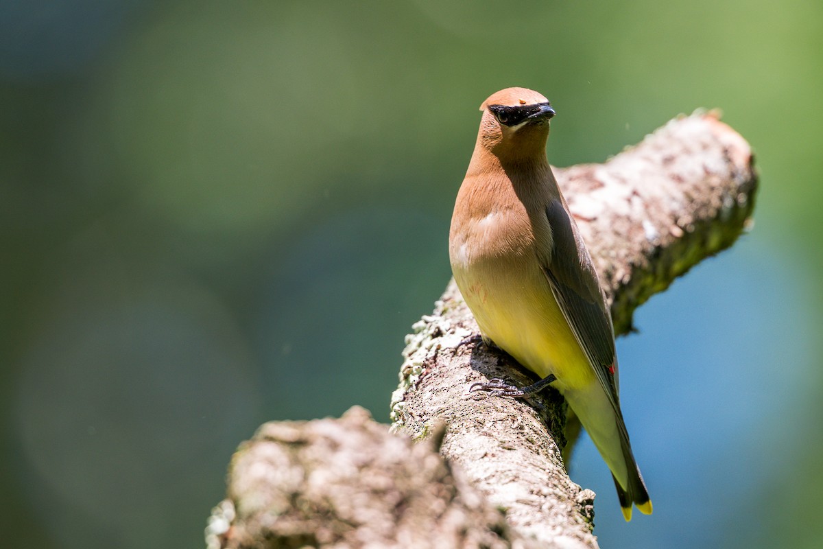 Cedar Waxwing - ML636573477