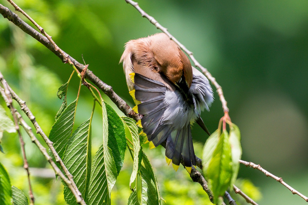 Cedar Waxwing - ML636573480