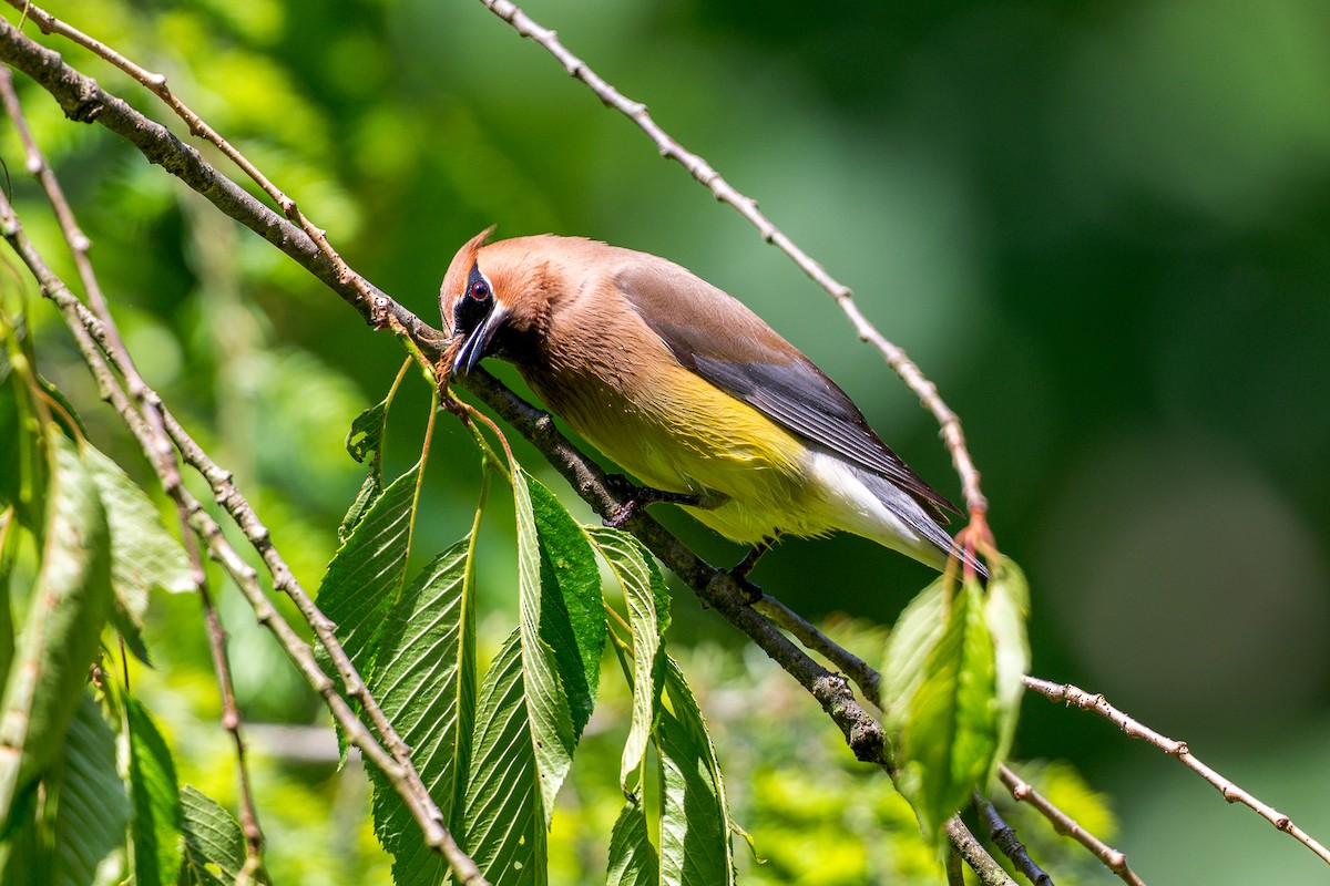 Cedar Waxwing - ML636573481
