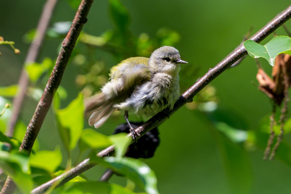 Tennessee Warbler - ML636573498