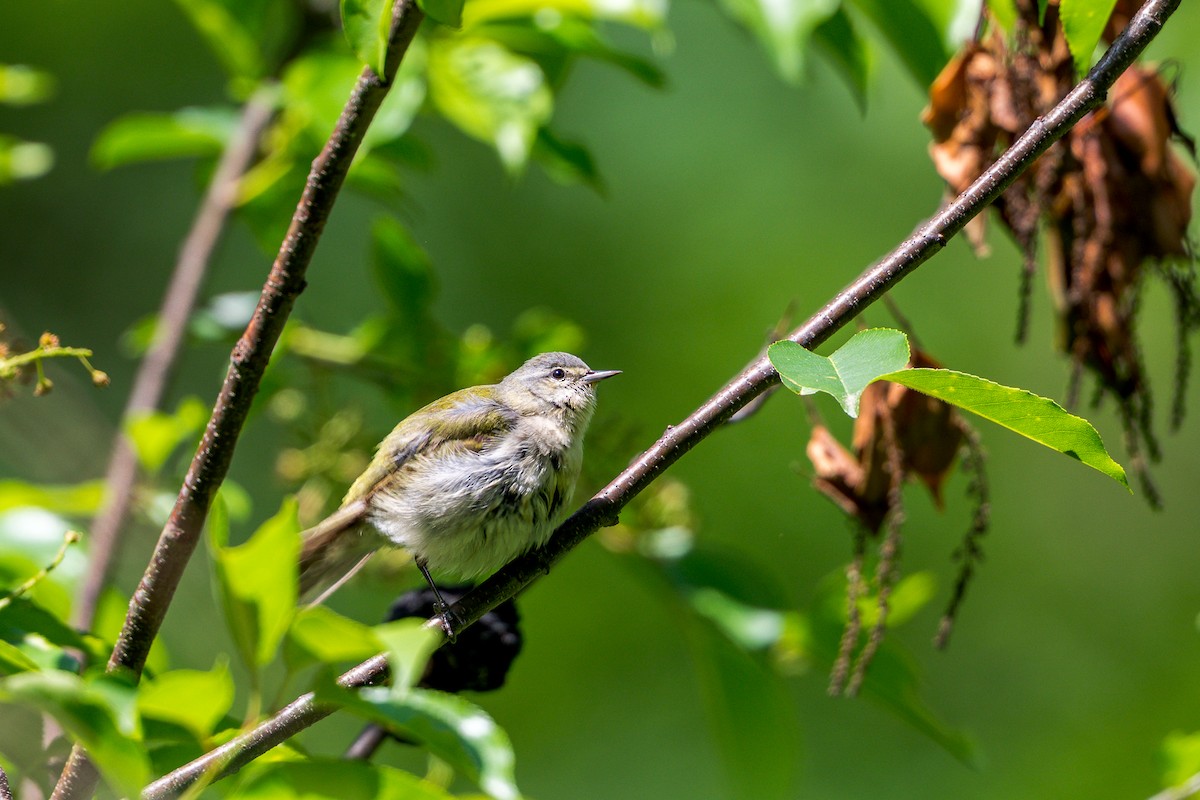 Tennessee Warbler - ML636573499