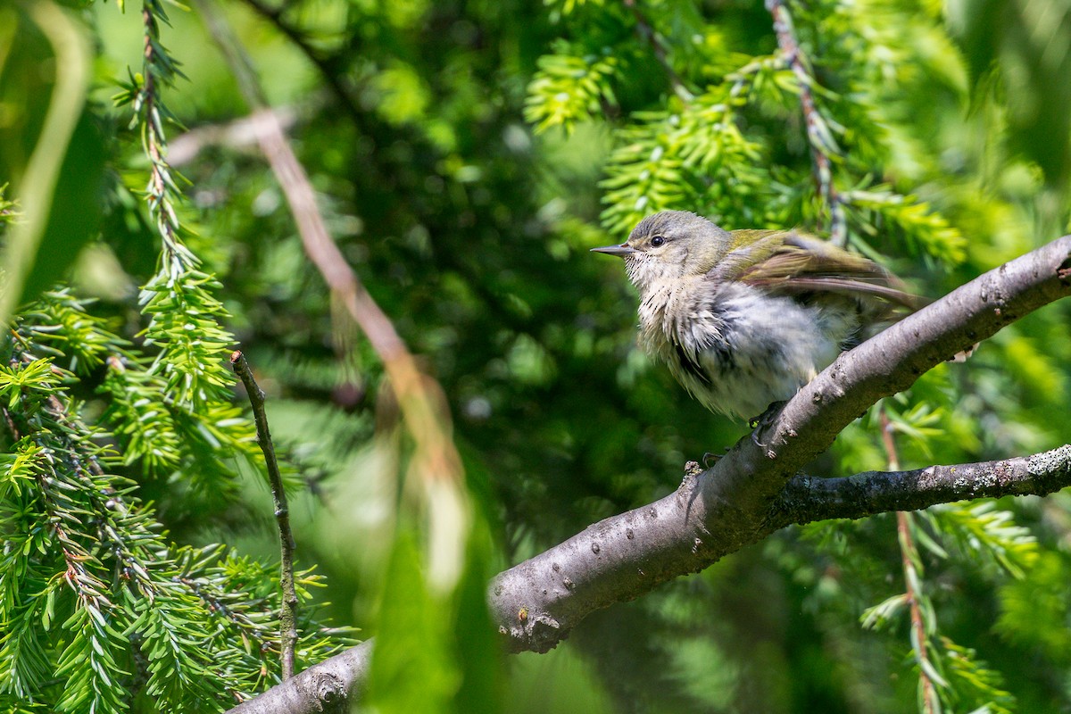 Tennessee Warbler - ML636573500