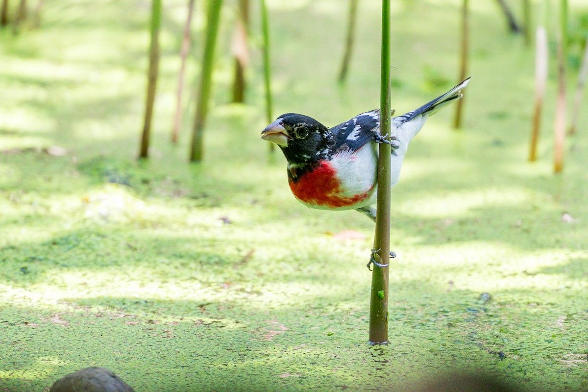 Rose-breasted Grosbeak - ML636573508