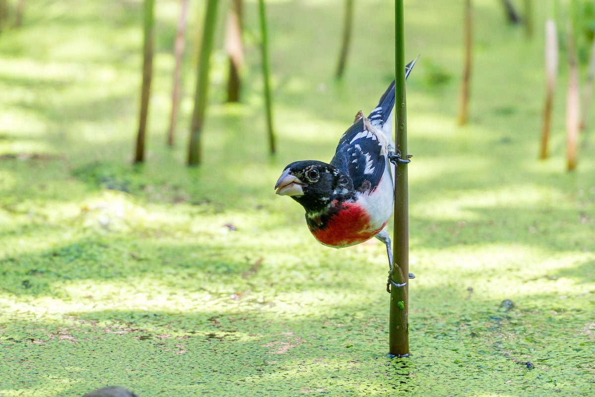 Rose-breasted Grosbeak - ML636573509