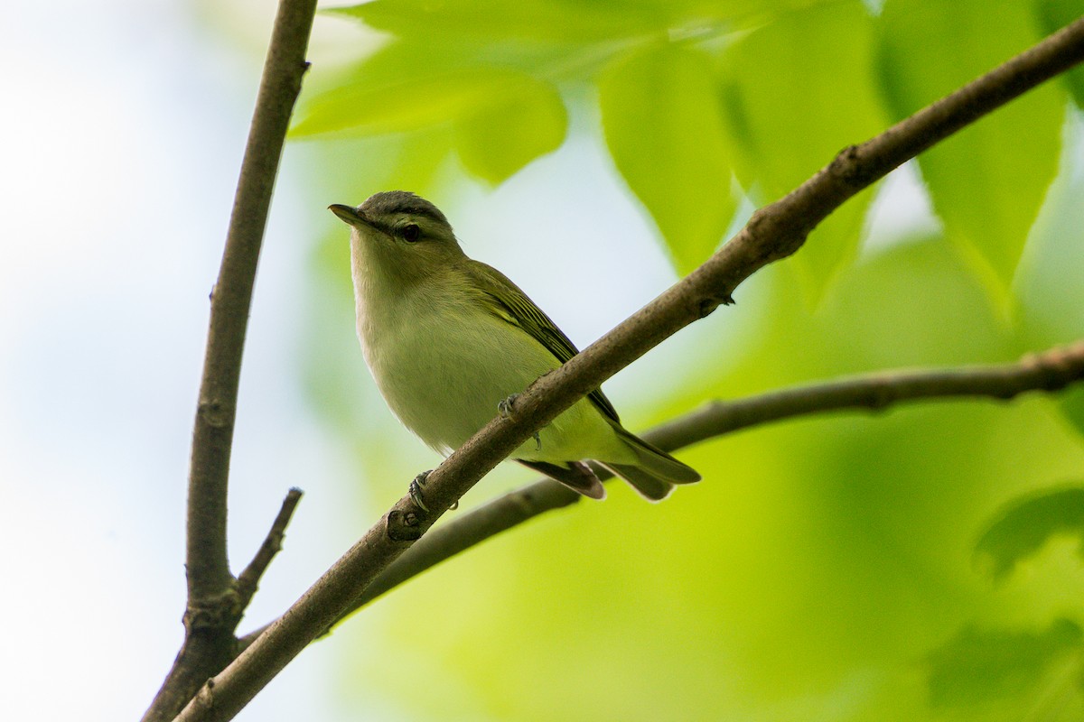 Red-eyed Vireo - ML636573524