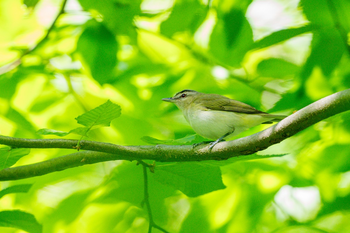 Red-eyed Vireo - ML636573525