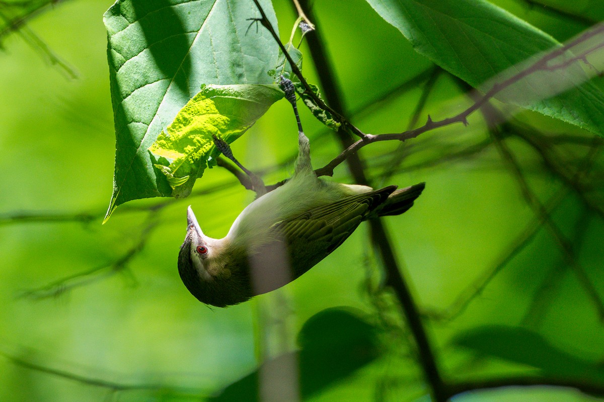 Red-eyed Vireo - ML636573526