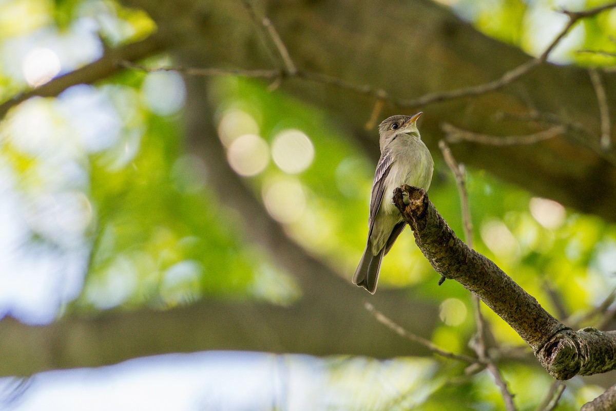 Eastern Wood-Pewee - ML636573532