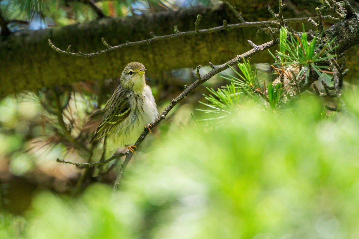 Blackpoll Warbler - ML636573563