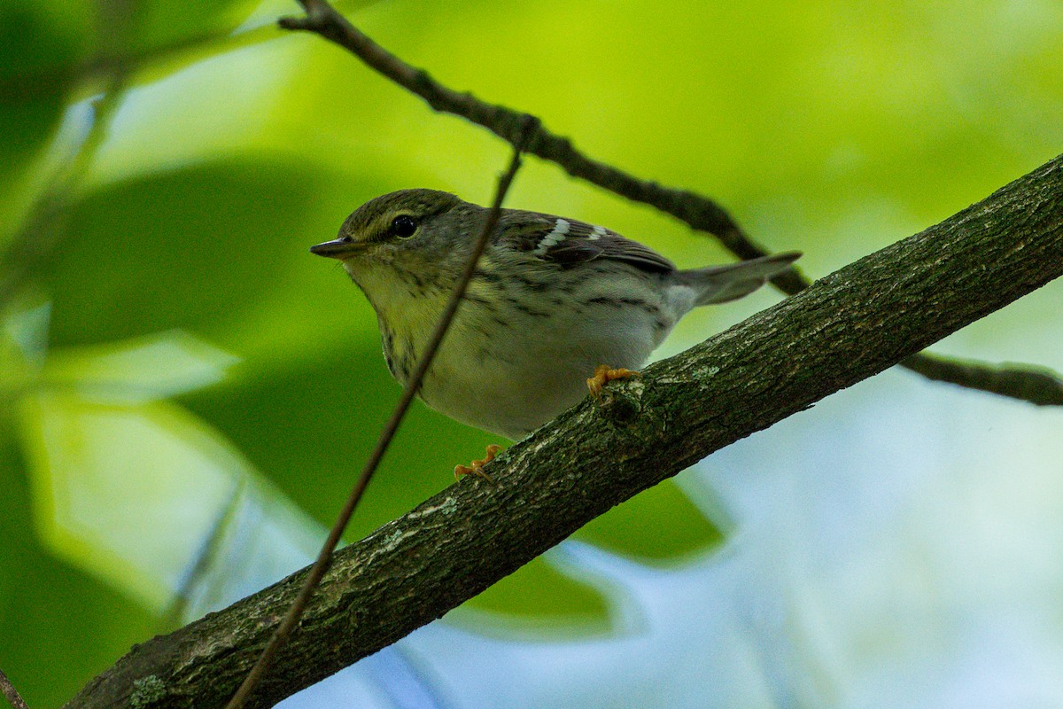 Blackpoll Warbler - ML636573565