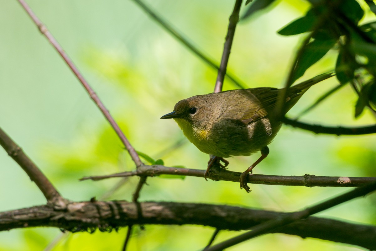 Common Yellowthroat - ML636573569