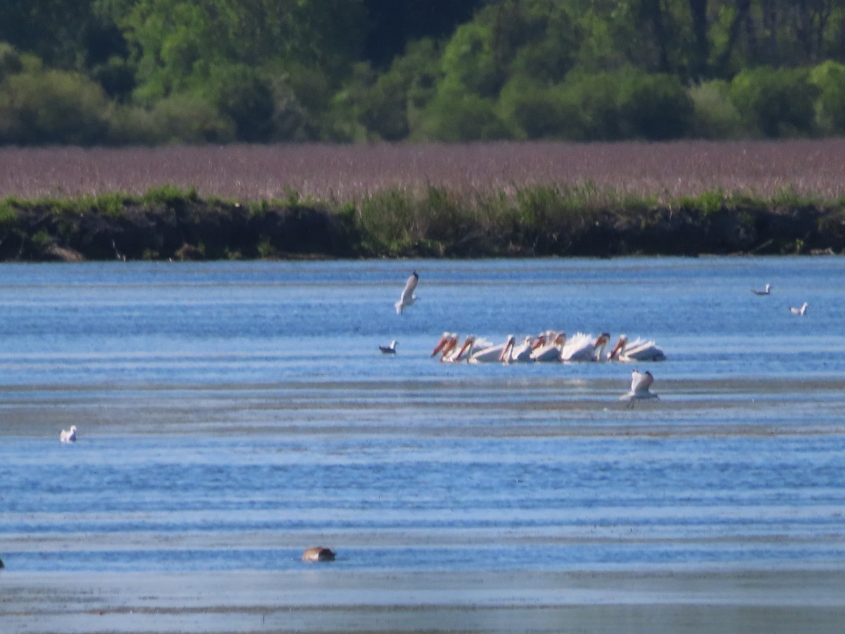 American White Pelican - ML636573582
