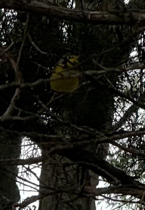 Canada Warbler - ML636573591