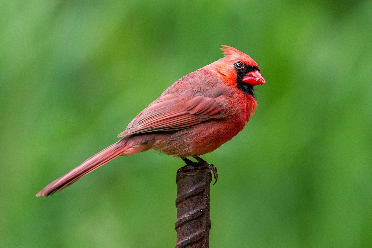 Northern Cardinal - ML636573795