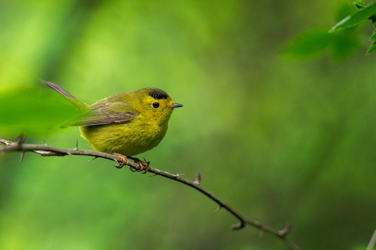 Wilson's Warbler - ML636573800