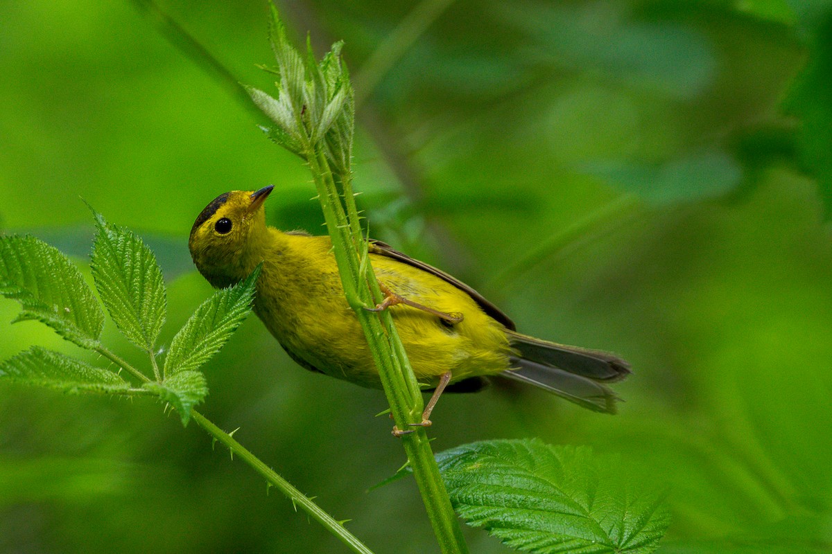 Wilson's Warbler - ML636573801
