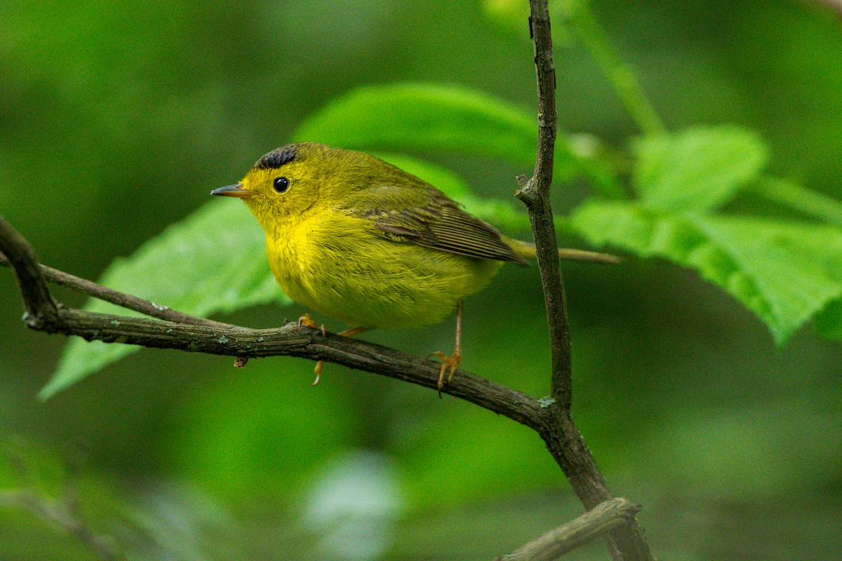 Wilson's Warbler - ML636573802