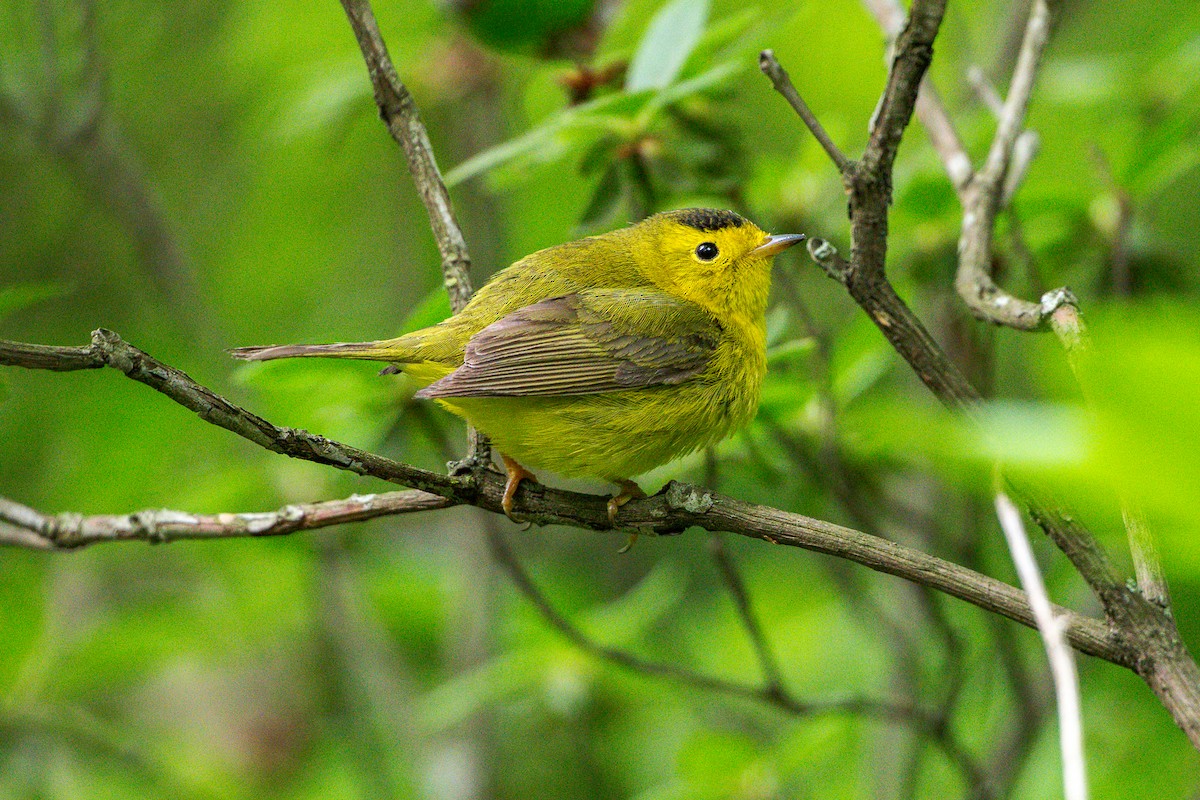 Wilson's Warbler - ML636573803
