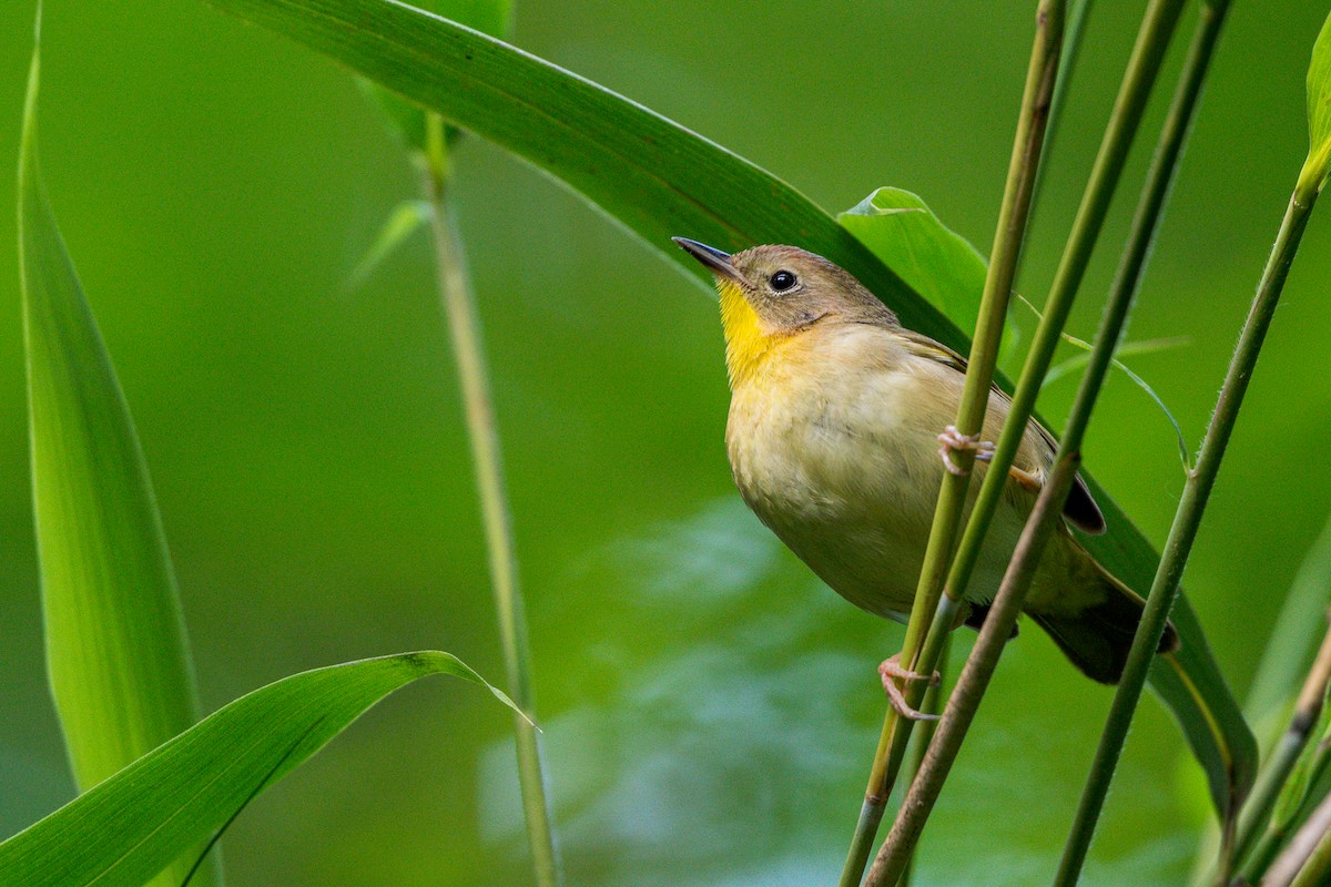 Common Yellowthroat - ML636573811