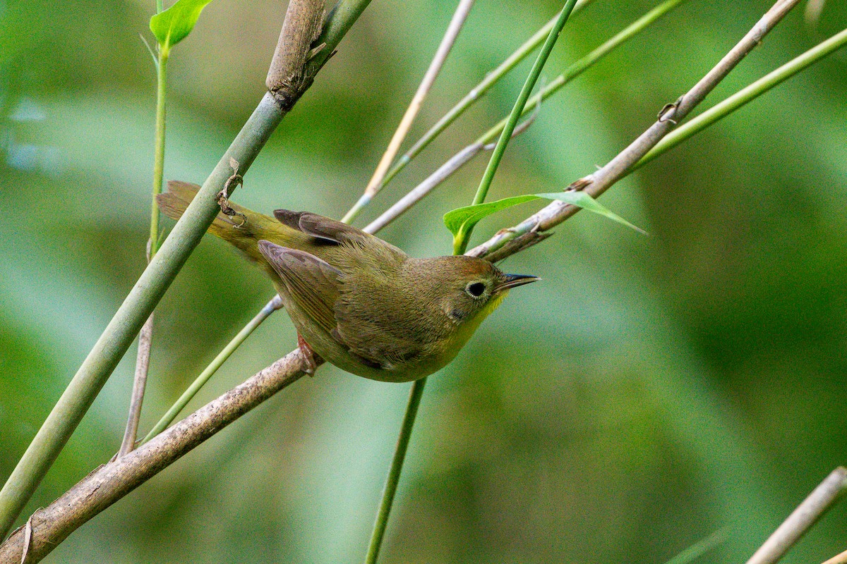 Common Yellowthroat - ML636573812
