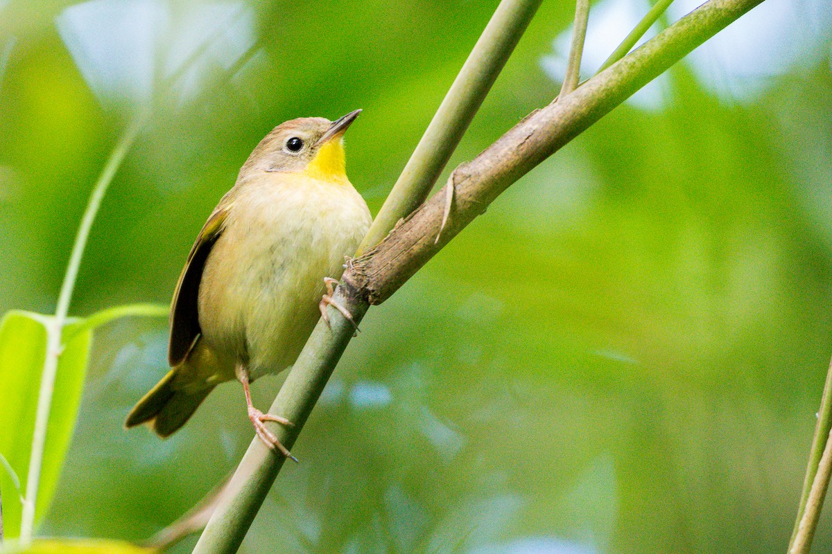 Common Yellowthroat - ML636573813