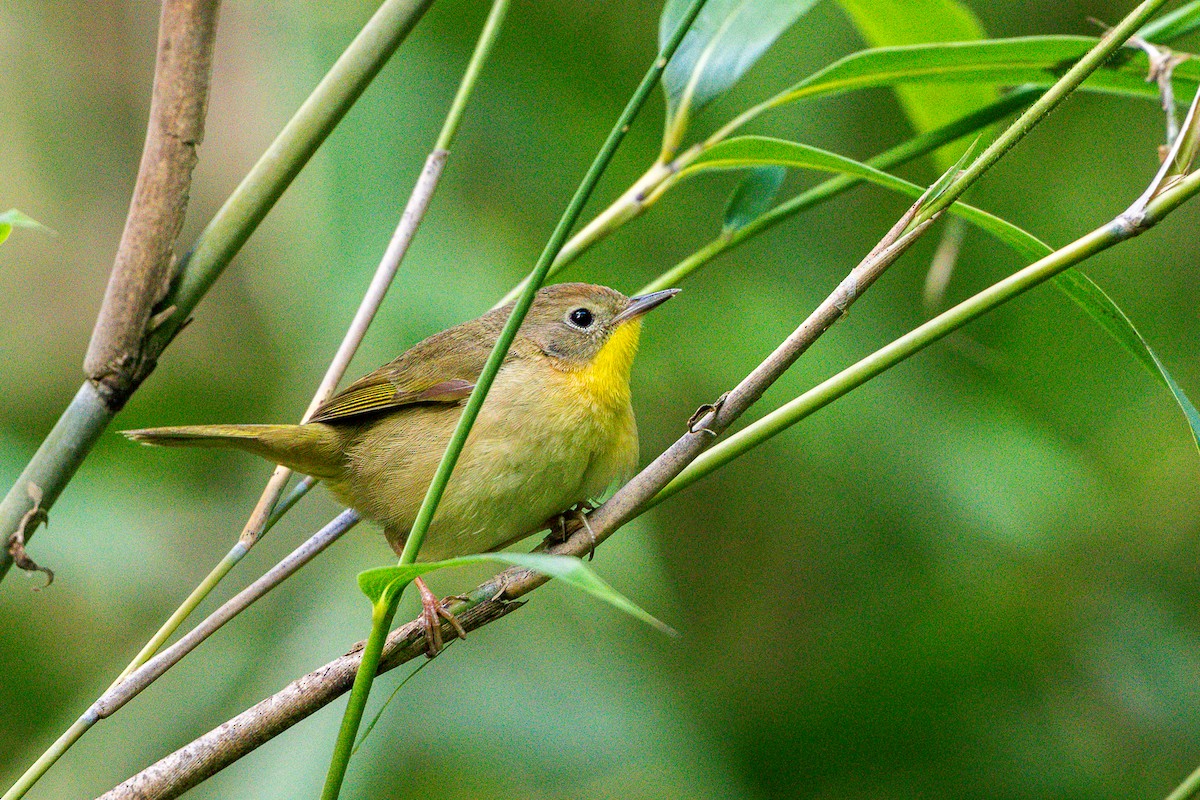 Common Yellowthroat - ML636573814