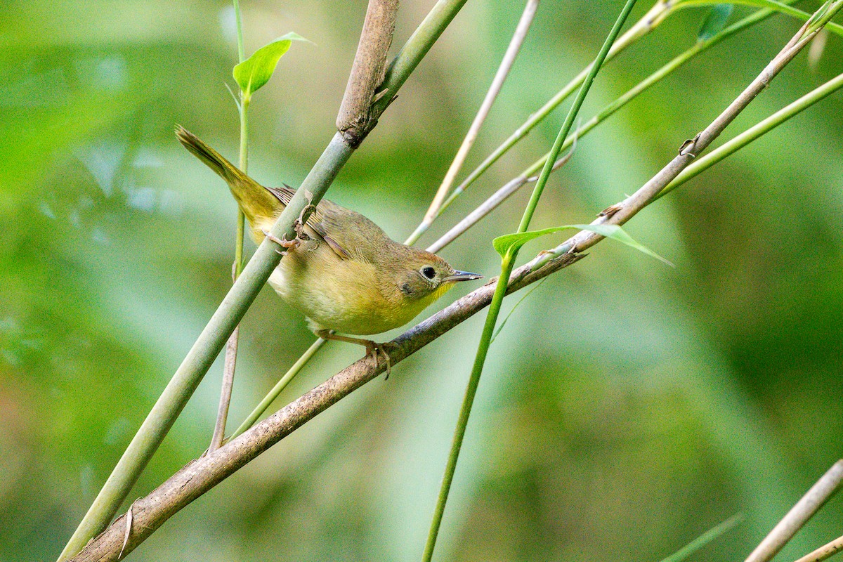 Common Yellowthroat - ML636573815
