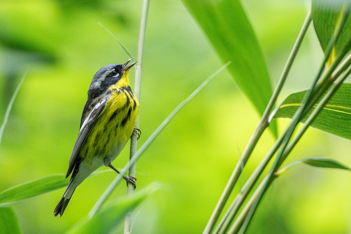 Magnolia Warbler - ML636573820