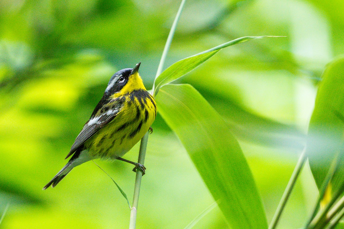 Magnolia Warbler - ML636573821