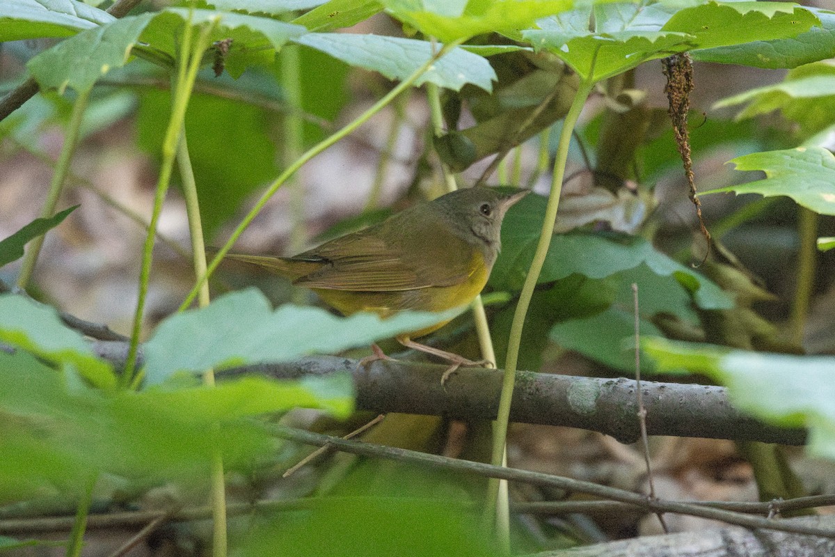 Mourning Warbler - ML636573822