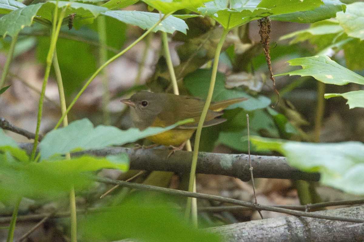 Mourning Warbler - ML636573825