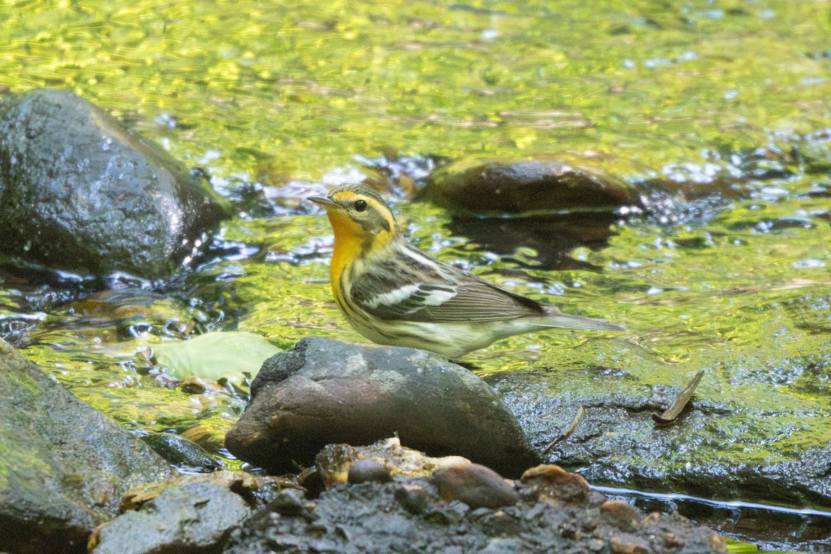 Blackburnian Warbler - ML636573839