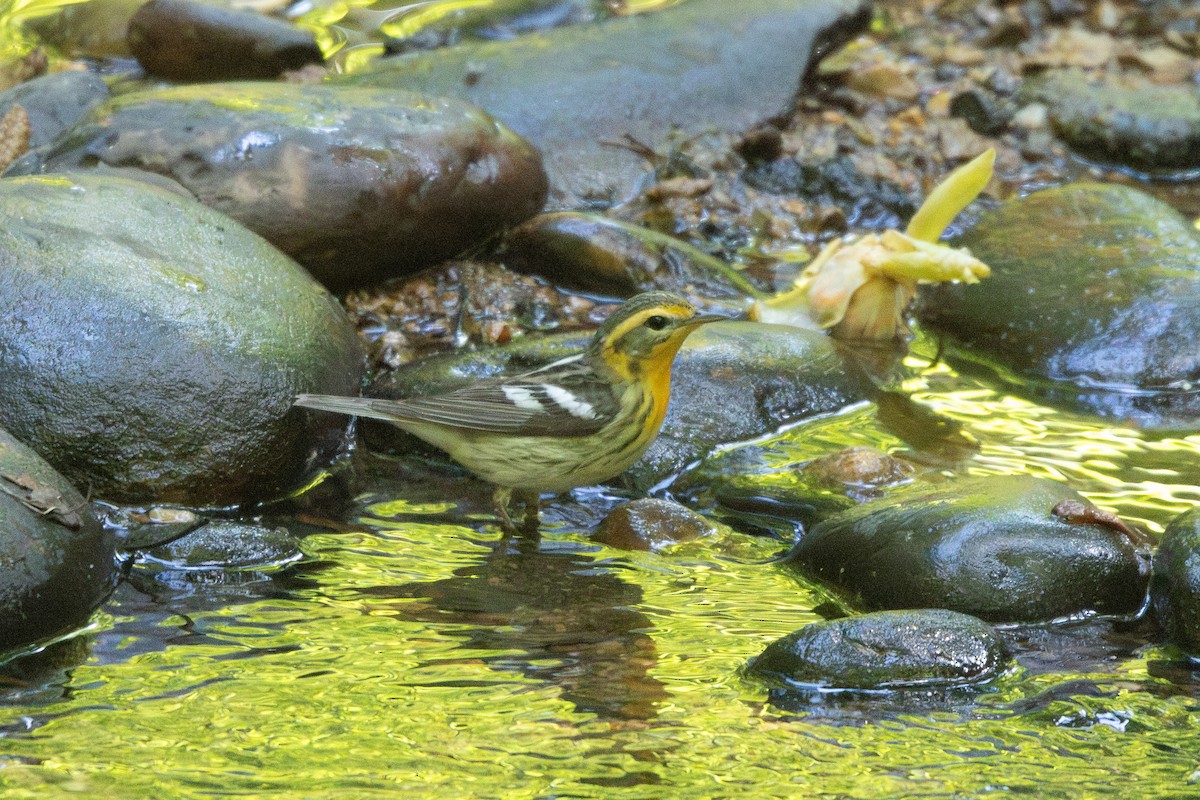 Blackburnian Warbler - ML636573843