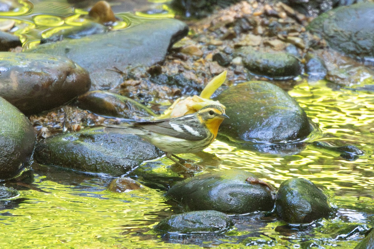 Blackburnian Warbler - ML636573847