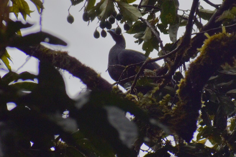 Black Guan - ML636573851