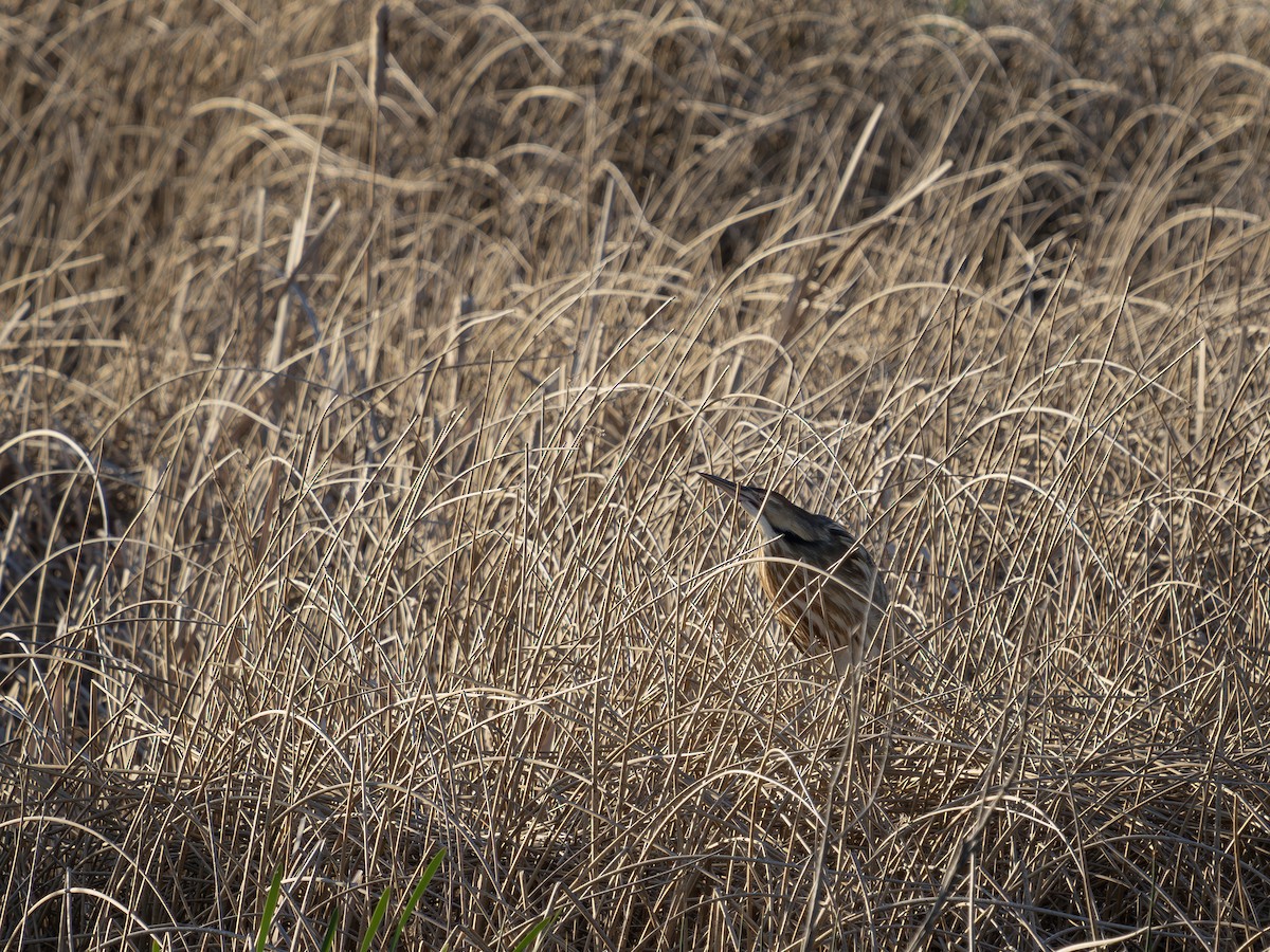 American Bittern - ML636573853