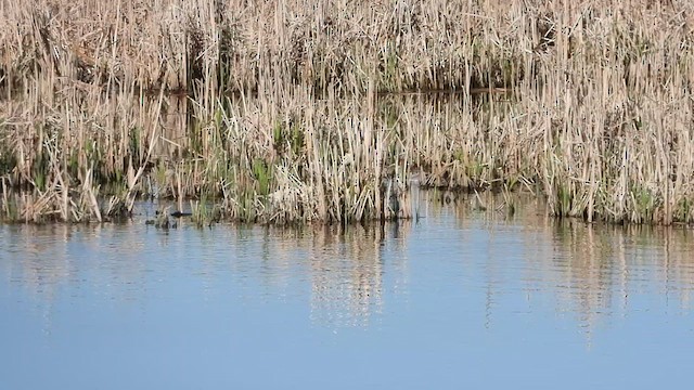 Trumpeter Swan - ML636573873