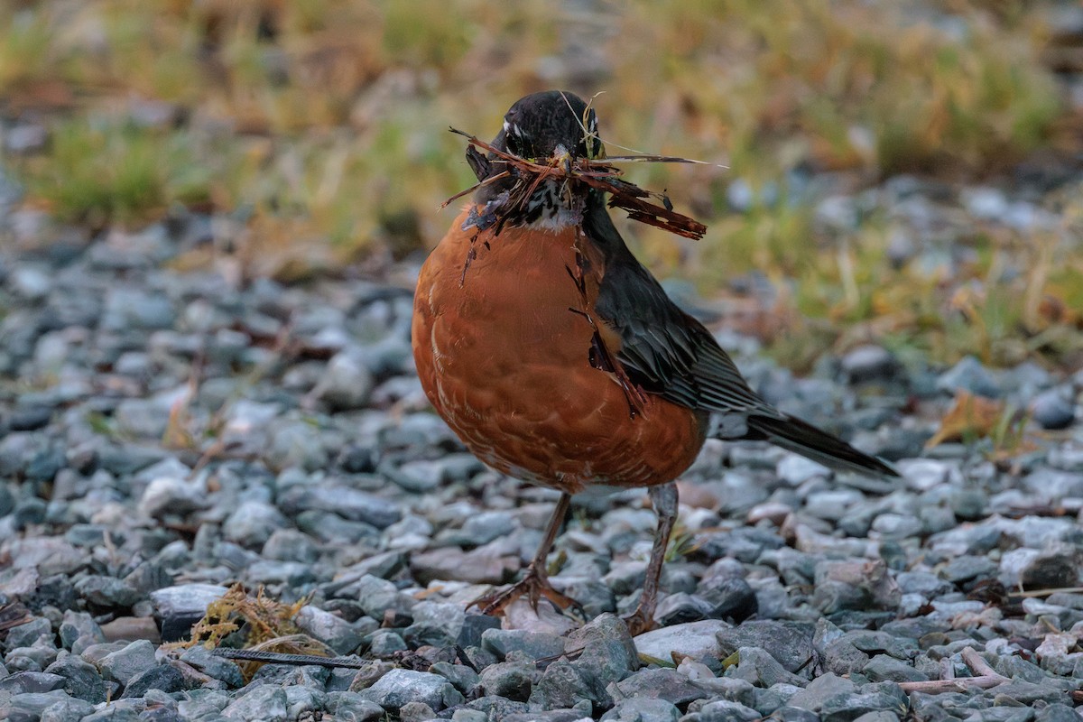 American Robin - ML636573927