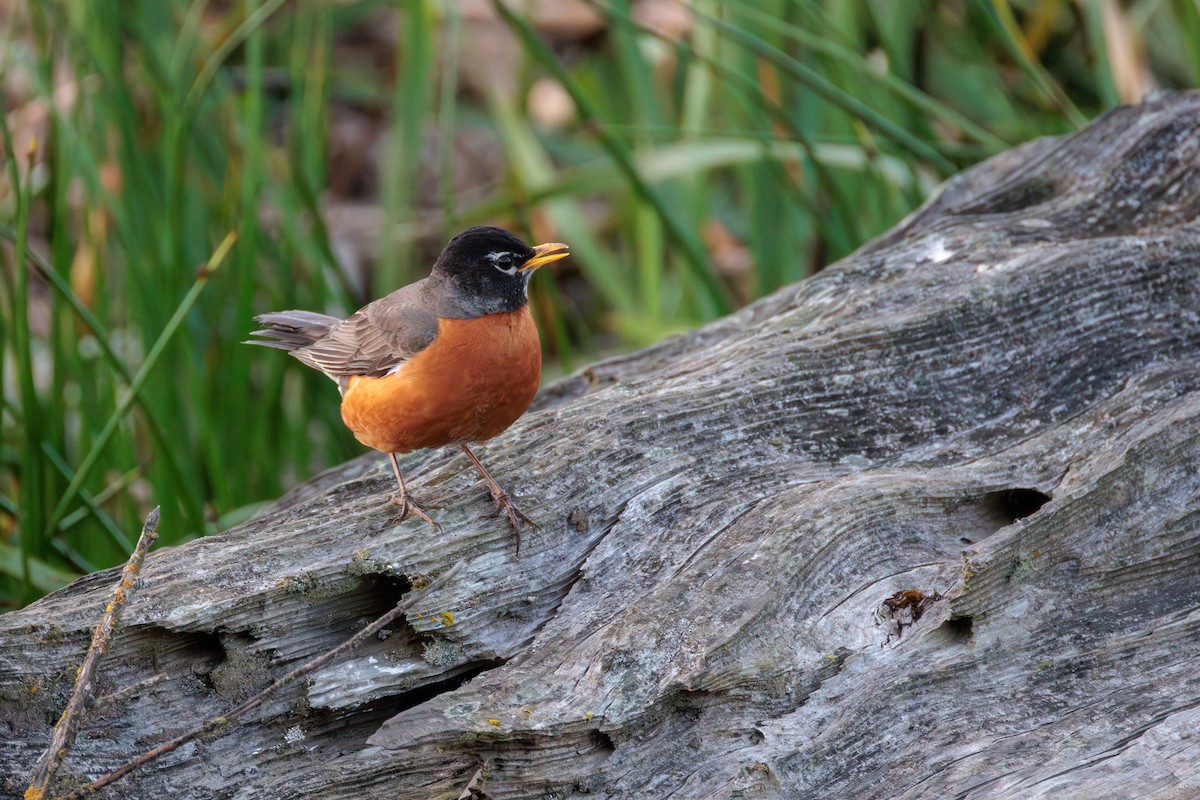 American Robin - ML636573943