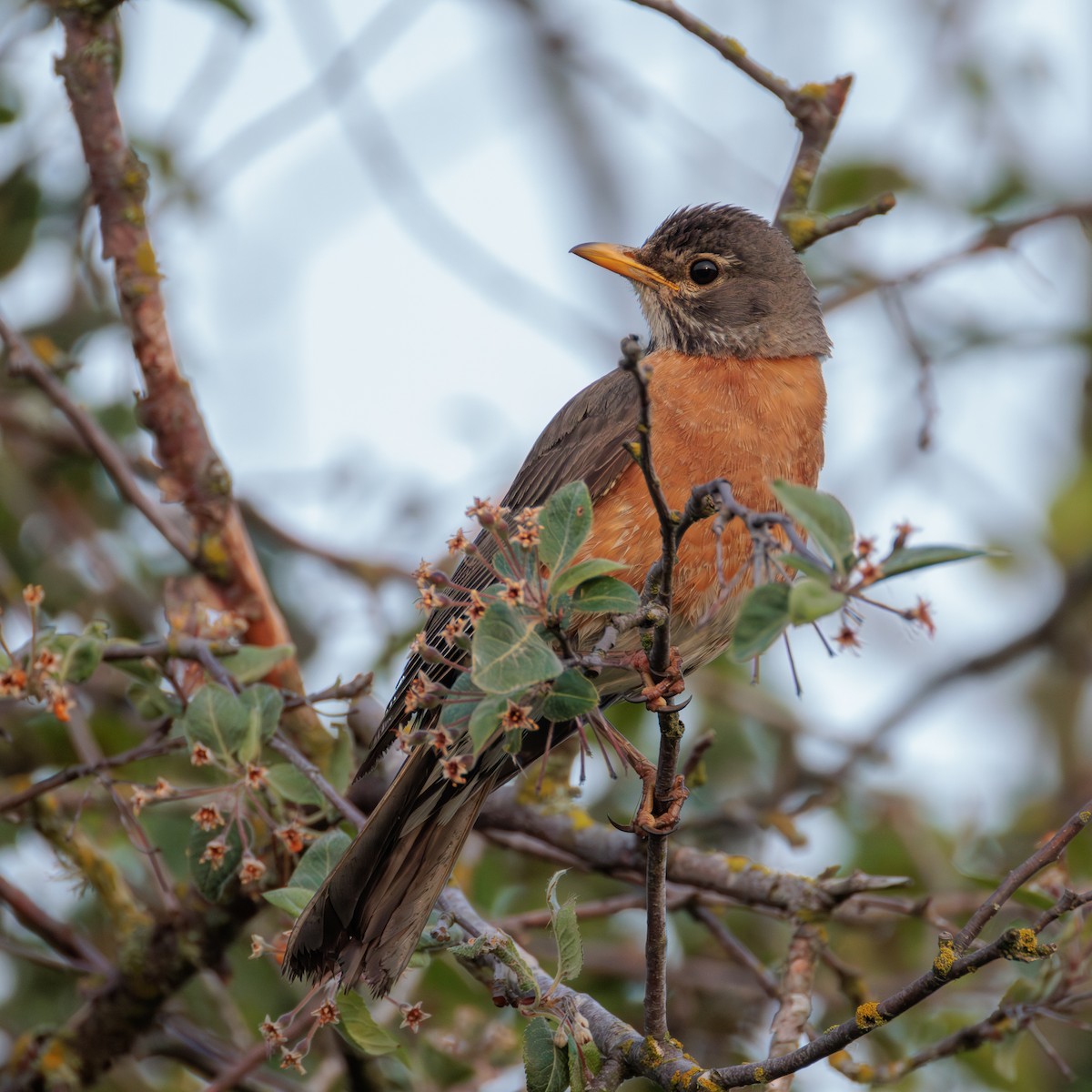 American Robin - ML636573944