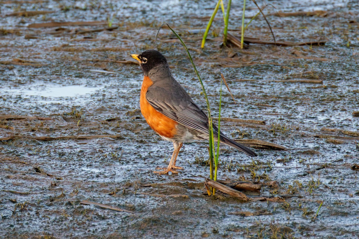 American Robin - ML636573946