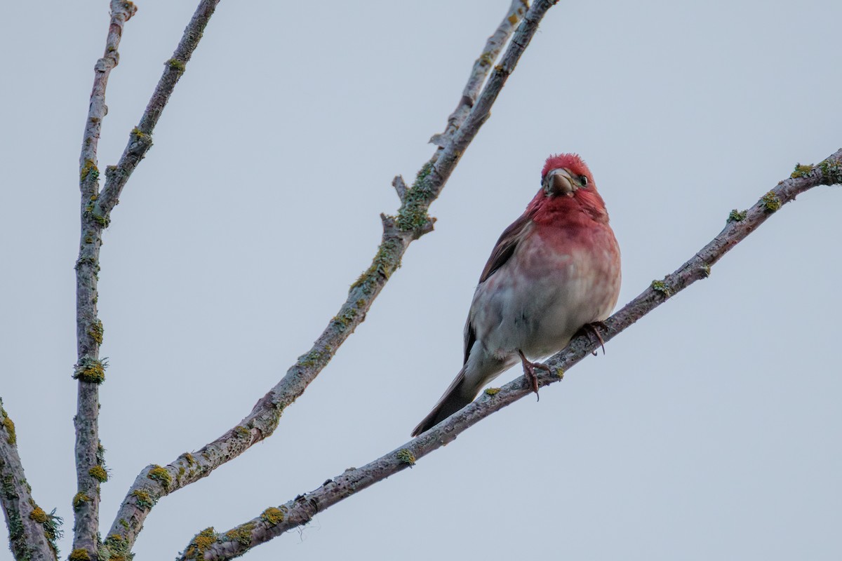 House/Purple Finch - ML636574006