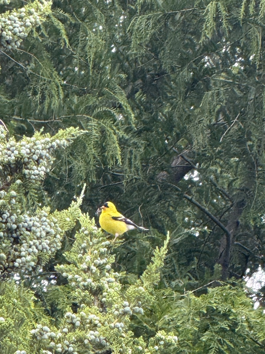 American Goldfinch - ML636574072