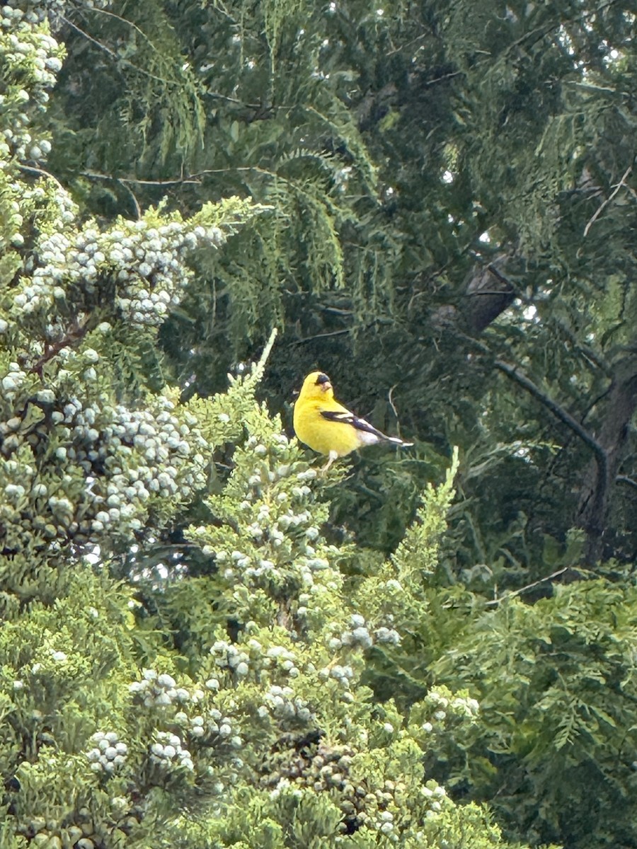 American Goldfinch - ML636574073