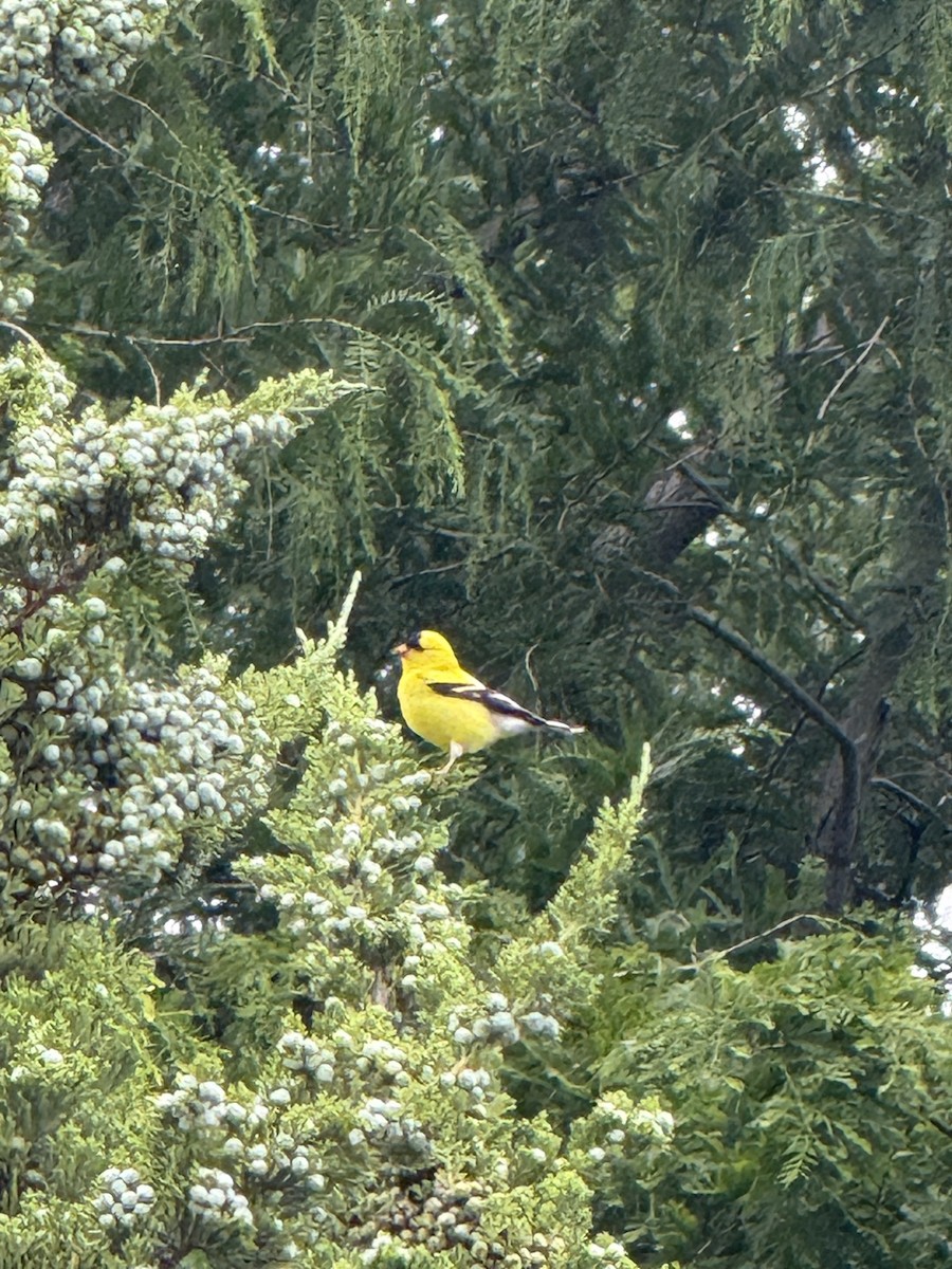 American Goldfinch - ML636574074
